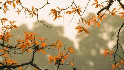 В Україні буде помірно тепло: прогноз погоди на 29-30 листопада - фото