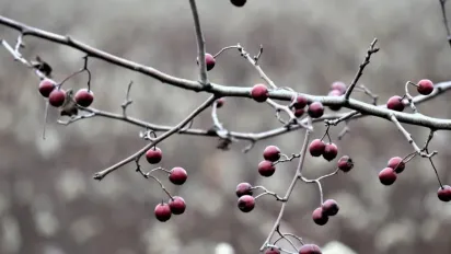 Якими будуть в Україні останній день осені і перші дні зими: синоптикиня дала прогноз - фото