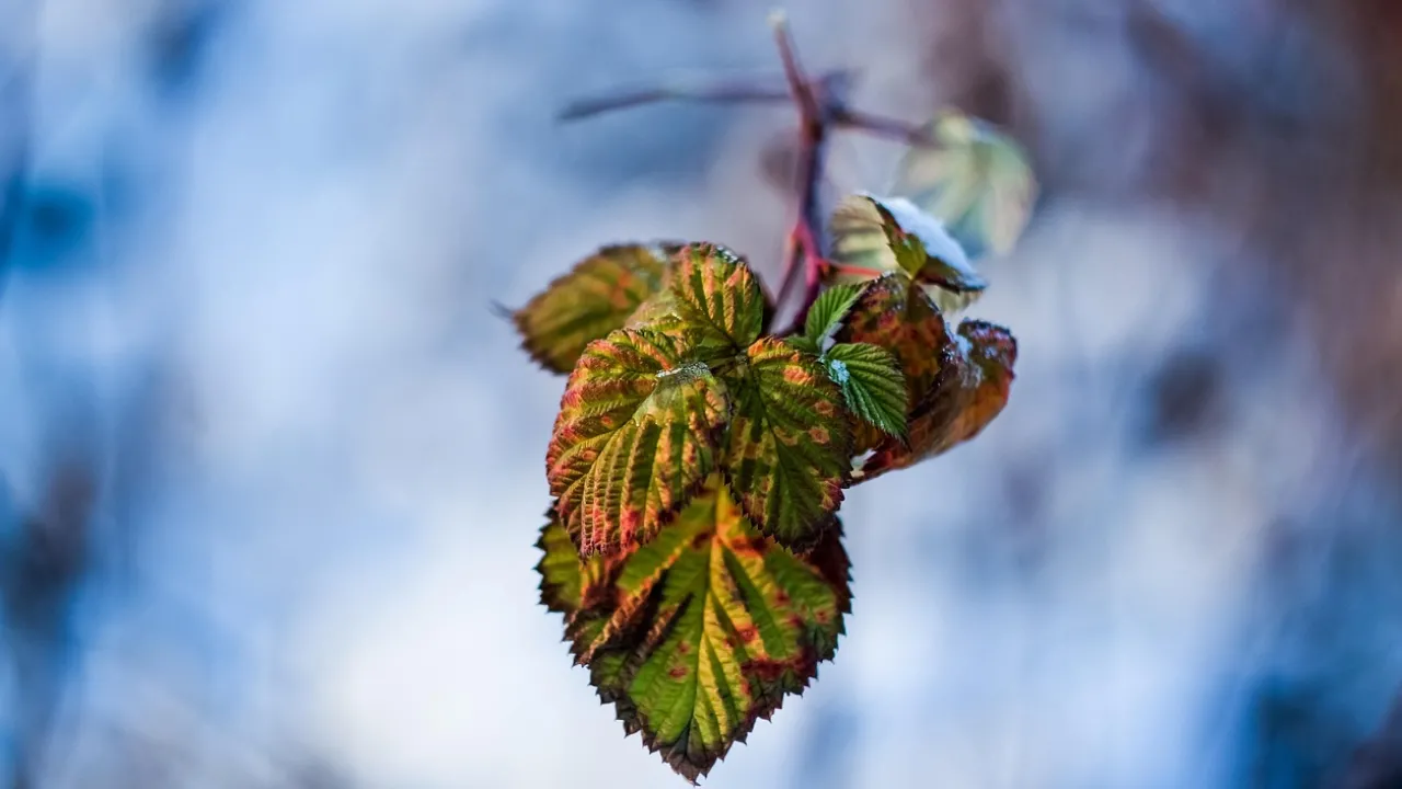 Чому ввечері 1 грудня не радять виходити з дому — народні прикмети і сучасний погляд 