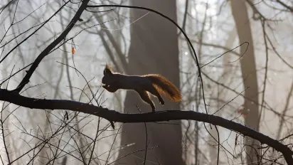 Погода на перший тиждень грудня: тумани, тепло і майже без опадів — прогноз синоптика Кібальчича - фото