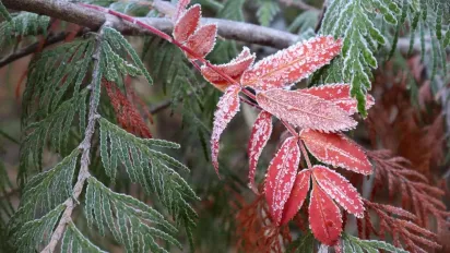 Синоптики дали прогноз на весь грудень 2025: чи будуть заморозки та сніг на Новий рік - фото