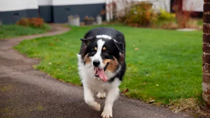 Як собака може попередити про небезпеку: що кажуть народні прикмети - фото