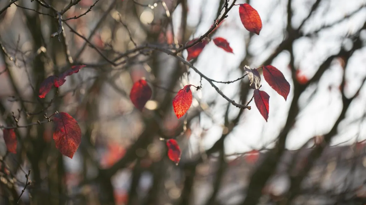 Погода в Україні зміниться вже цими вихідними: коли похолодає 