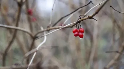 Де пройдуть дощі 4 грудня: прогноз Укргідрометцентру - фото