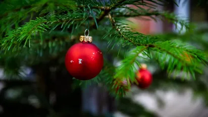 Сезон відкрито: скільки коштуватиме новорічна ялинка цього року - фото