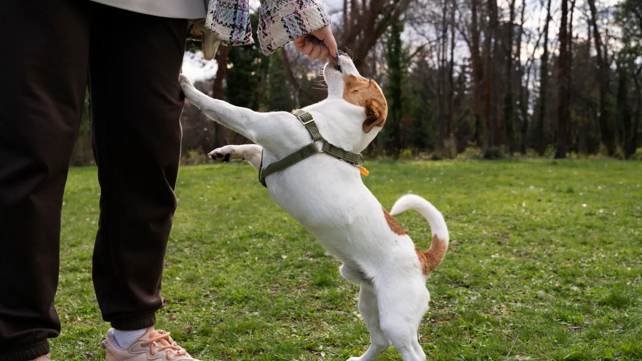 Штраф до 850 гривень: які правила вигулу собак порушують найчастіше 