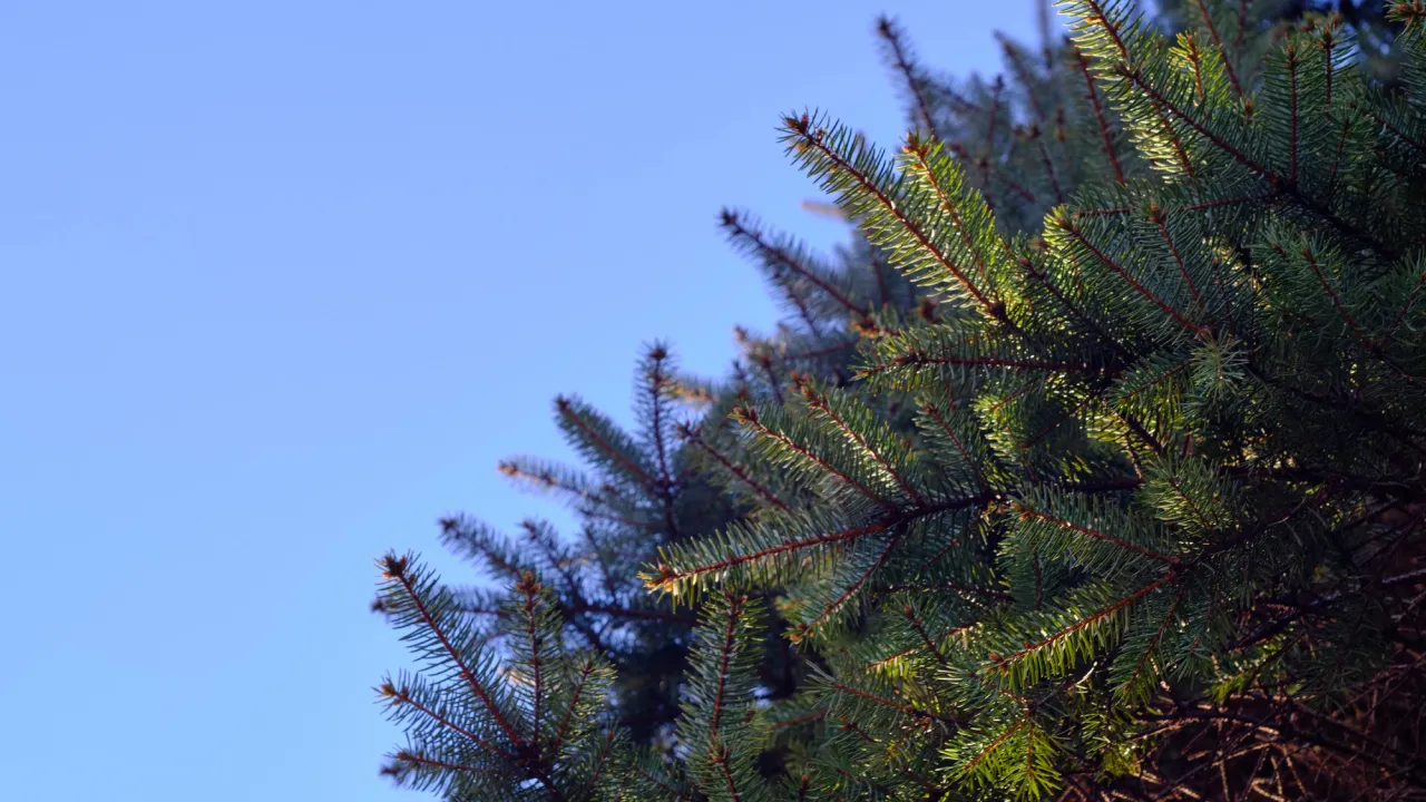 Чи загрожує в Україні штраф або кримінальна відповідальність за одну зрубану ялинку 