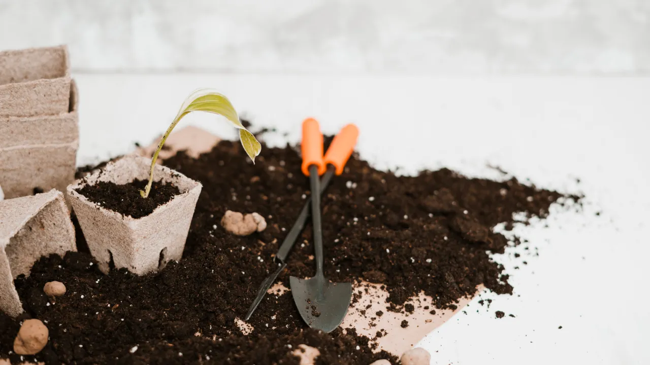 Садові роботи під час морозів: що категорично заборонено робити, щоб не занапастити рослини 