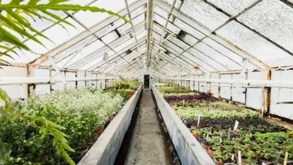 4 головні причини, чому тепличні томати цвітуть, але не зав’язують плоди - фото