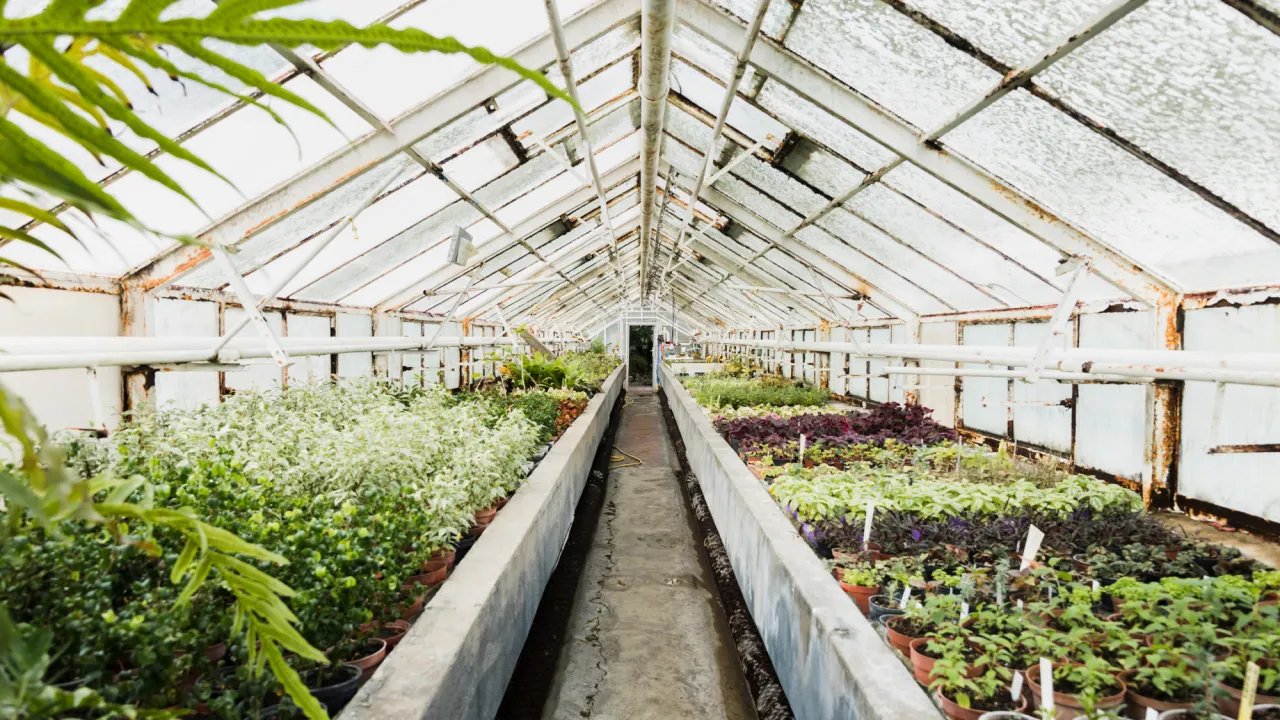 4 головні причини, чому тепличні томати цвітуть, але не зав’язують плоди 