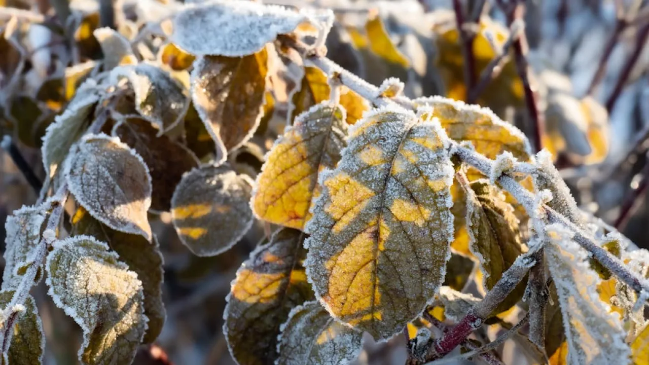 Вкрай неприємна погода: Наталка Діденко назвала області, де сьогодні очікується мокрий сніг і сильний вітер 