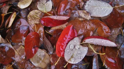 Вівторок принесе небезпеку: Укргідрометцентр попередив про туман, дощі та штормовий вітер - фото