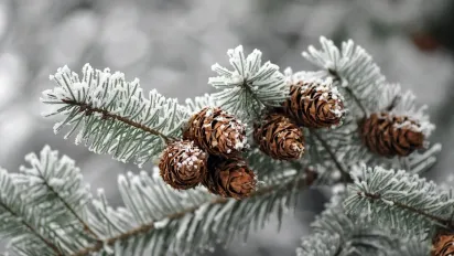 Погода на Різдво та Новий рік: метеорологиня розповіла, на що очікувати наприкінці грудня - фото