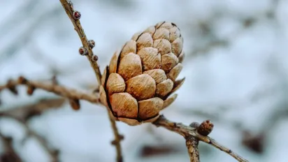Чи буде теплою зима в Україні: метеорологиня здивувала прогнозом - фото