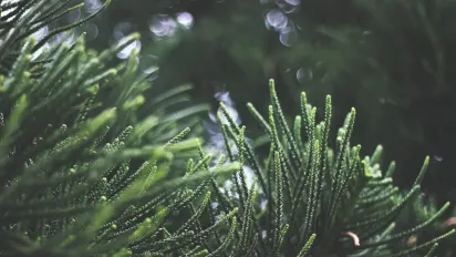 Штрафи за ялинки 2025: від 500 грн до тюрми — що загрожує за незаконну вирубку - фото