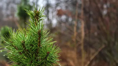 Мокрий сніг, дощі й температурні контрасти: чого чекати від погоди в Україні 10 грудня - фото