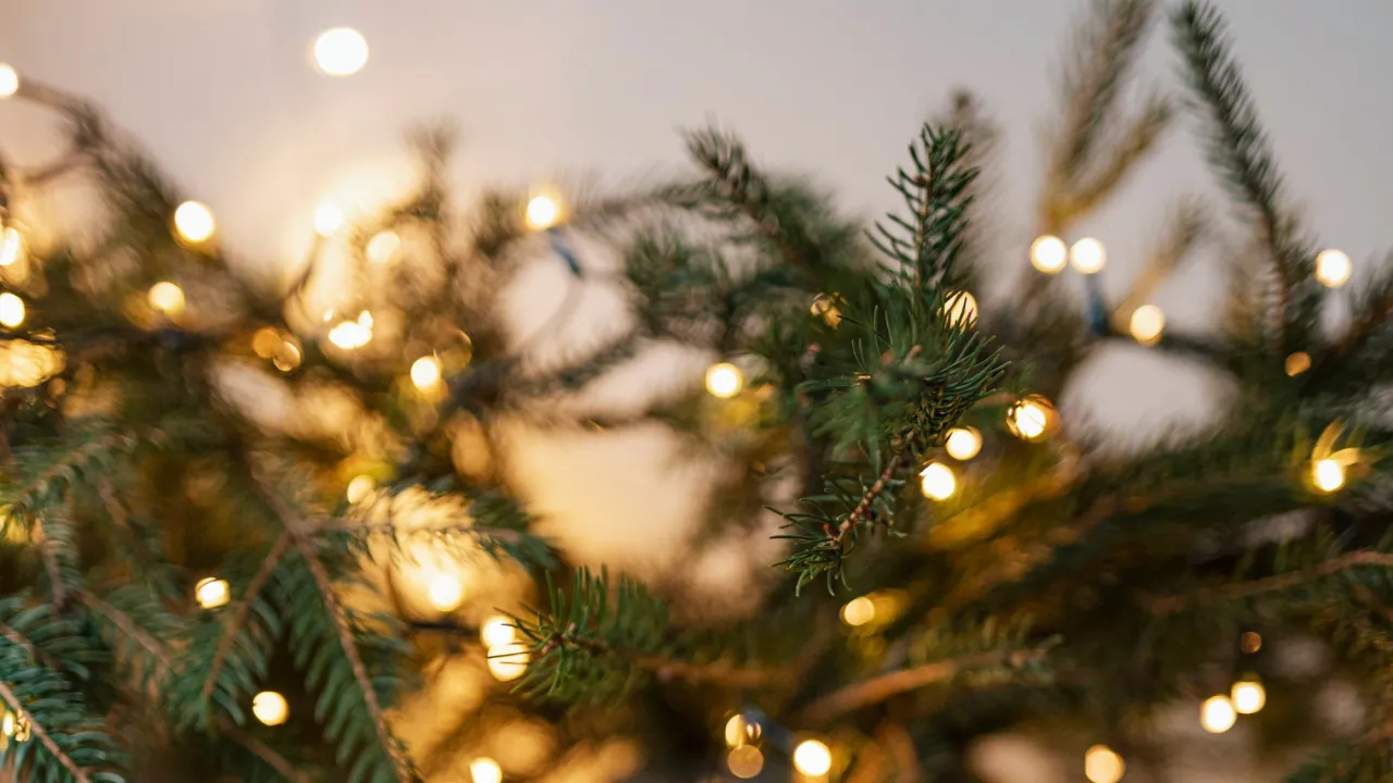 Секрет садівників: додайте 2 ложки цього інгредієнта, щоб ялинка не жовтіла до кінця свят 