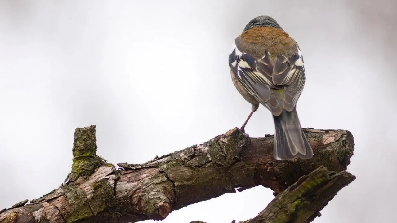 Вдень до +12: синоптикиня повідомила, де у середу в Україні буде найтепліше 