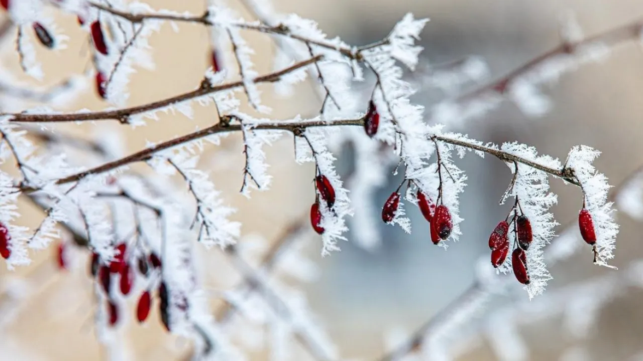 Похолодання в Україні з 13 грудня: куди прийдуть морози і чого чекати найближчими днями 