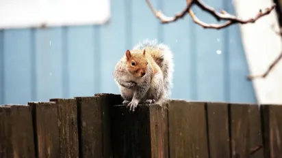 Погода на 12 грудня: де пройдуть дощі та коли посилиться вітер - фото