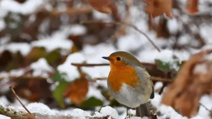 Погода на вихідні 13–14 грудня: похолодання, дощі та мокрий сніг - фото