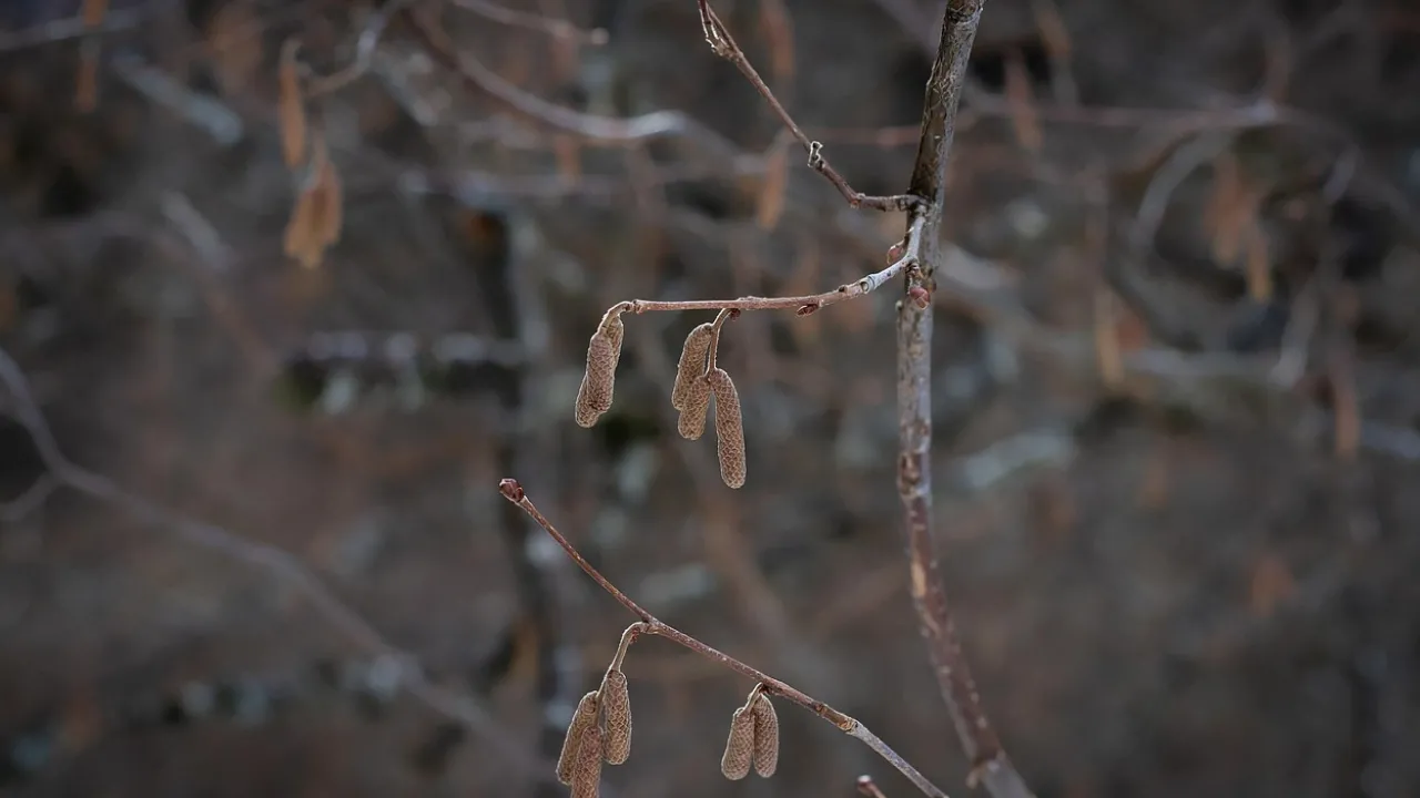 Потепління з 15 грудня: де в Україні зміниться погода і чого чекати далі 