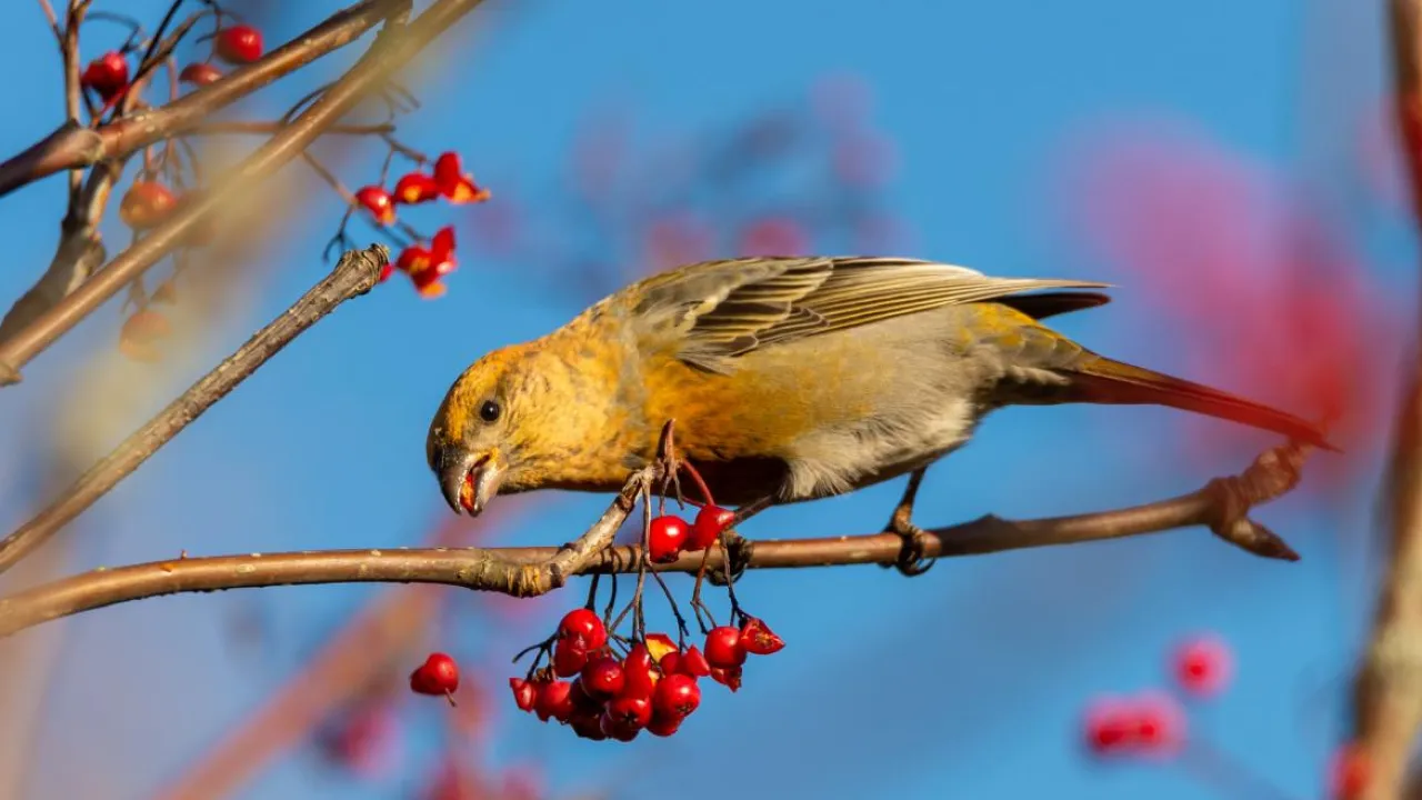 +11° в середині грудня: В Україну йде аномальне тепло, детальний прогноз погоди на тиждень 