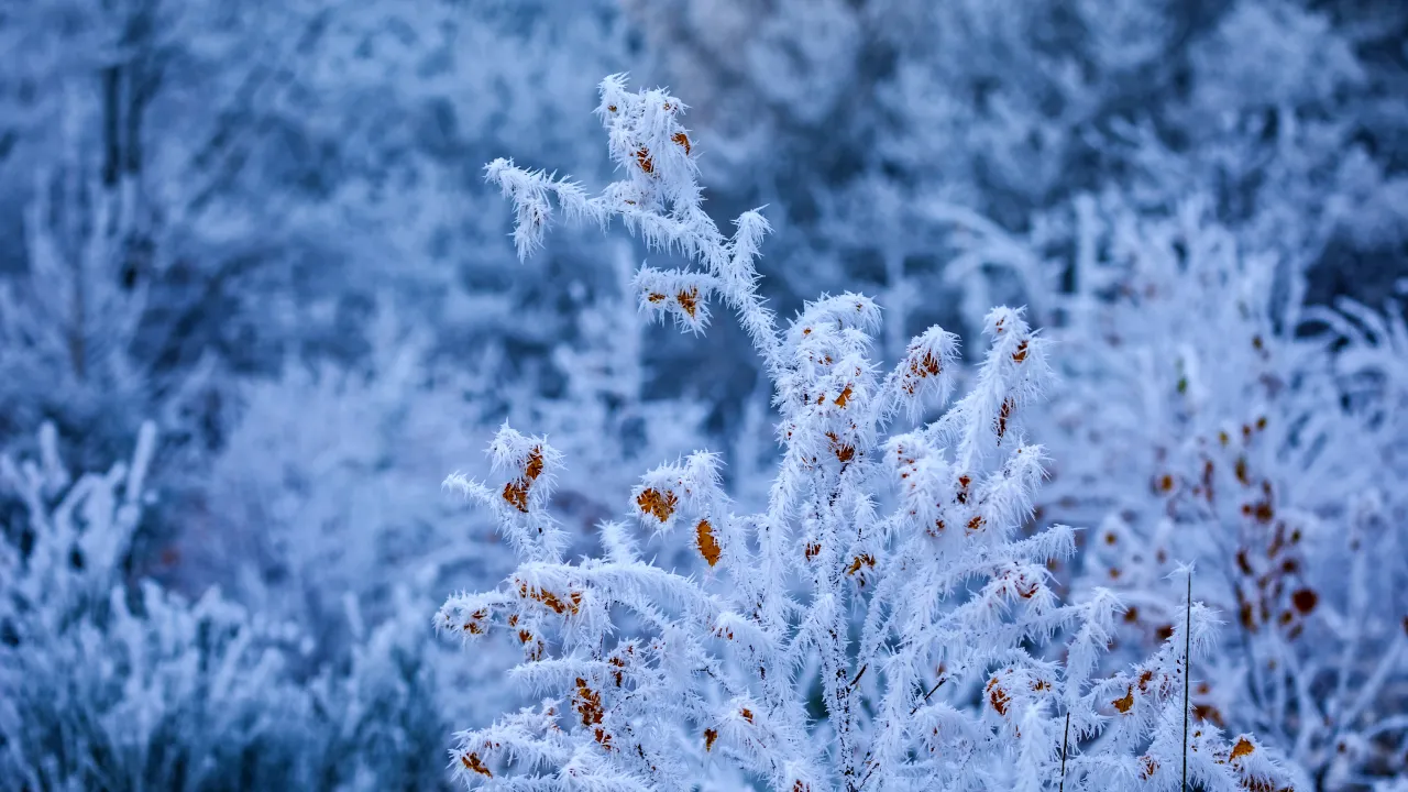 Без аномалій не обійдеться: Чи чекати взимку лютих морозів? 