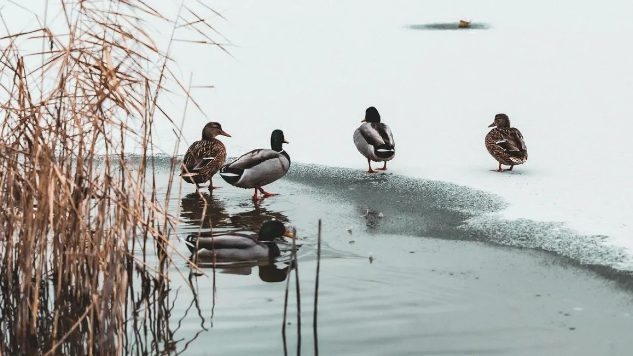 Тепло в Україні тримається: синоптики розповіли, коли чекати зиму 
