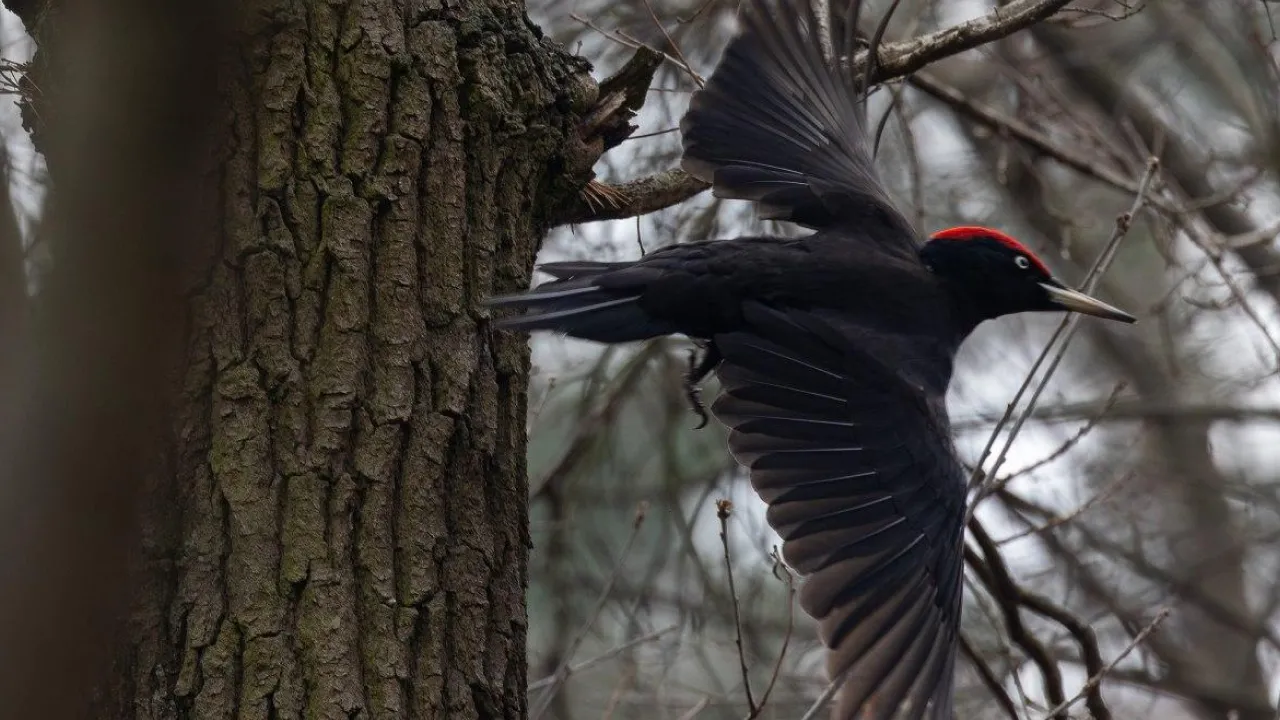 В Україні 17 грудня збережеться м’яка зима: де буде найтепліше і чого чекати від погоди 