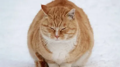 Потепління в Україні ненадовго: коли прийдуть справжні морози - фото