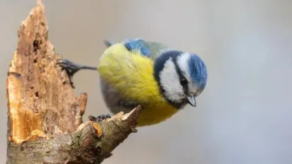Україну розігріє до +12: синоптикиня розказала, де 18 грудня буде найтепліше - фото