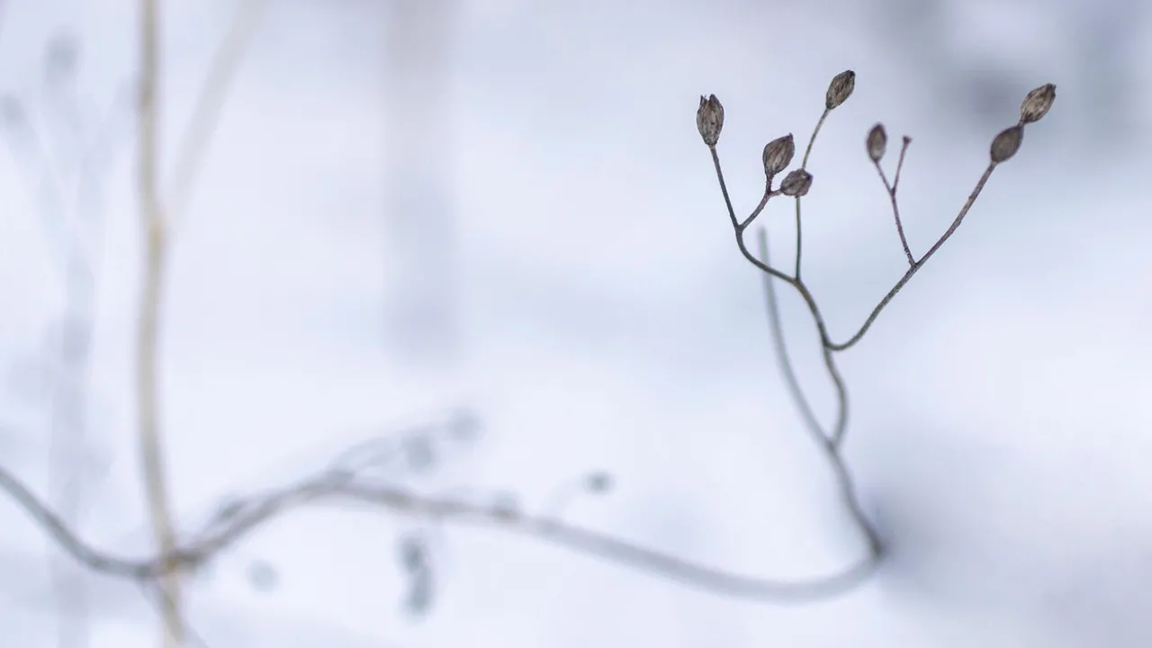 Що потрібно купити 18 грудня, щоб притягнути в новий рік багатство: народні прикмети 