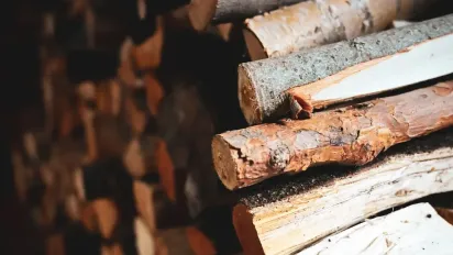 Дрова з лісу без штрафів: що дозволено збирати українцям у 2026 році та за що покарають - фото