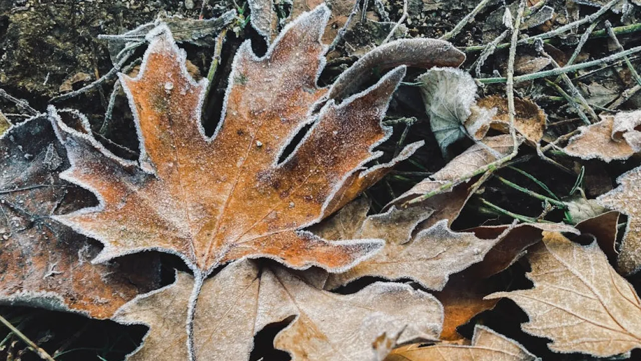 Похмуро, але без опадів: якою буде погода в Україні 19 грудня 