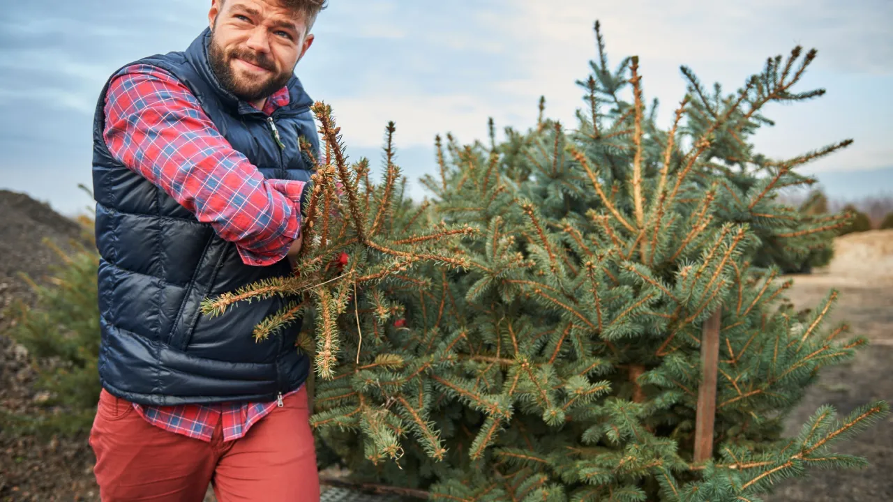 Тисячі гривень штрафу або в'язниця: у Мін'юсті назвали ціну незаконно зрубаної ялинки 