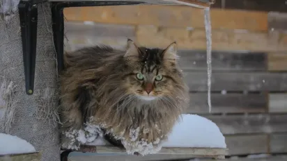 Арктичний холод і снігова навала: синоптики попередили про різке зниження температури до -13° - фото