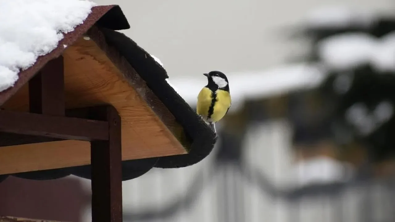 Сніг і холод перед святами: якою буде погода в Україні 23 грудня 