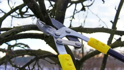 Груднева обрізка саду: названо два дерева, які потрібно привести до ладу у грудні - фото