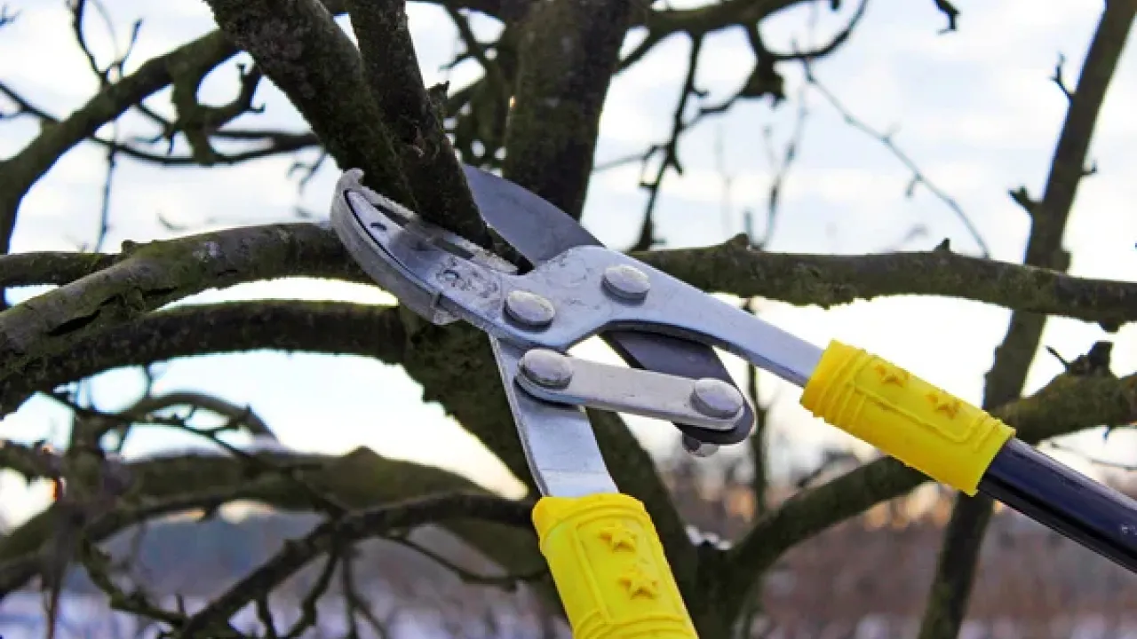 Груднева обрізка саду: названо два дерева, які потрібно привести до ладу у грудні 