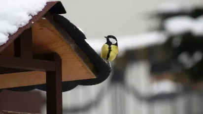Погода в Україні 27 грудня: похмуро, без сильних морозів і з локальним снігом - фото