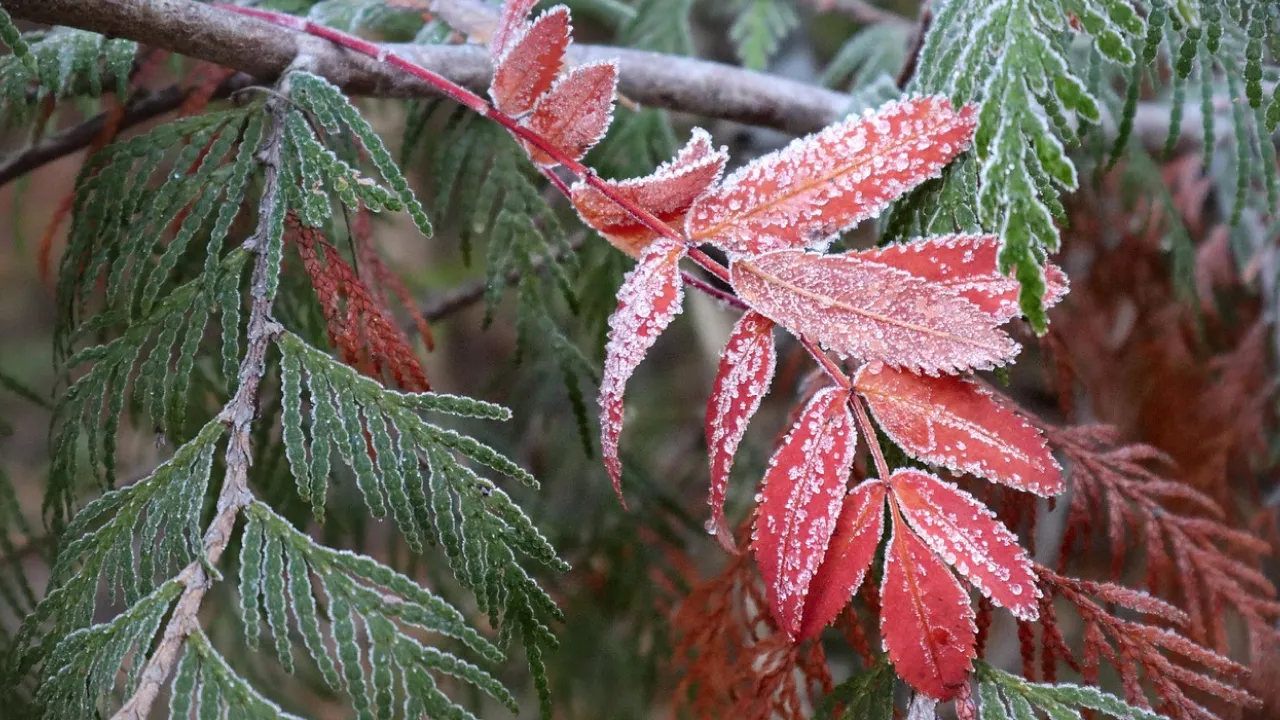 Сніг, штормовий вітер і ожеледиця: якою буде погода в Україні 28 грудня 