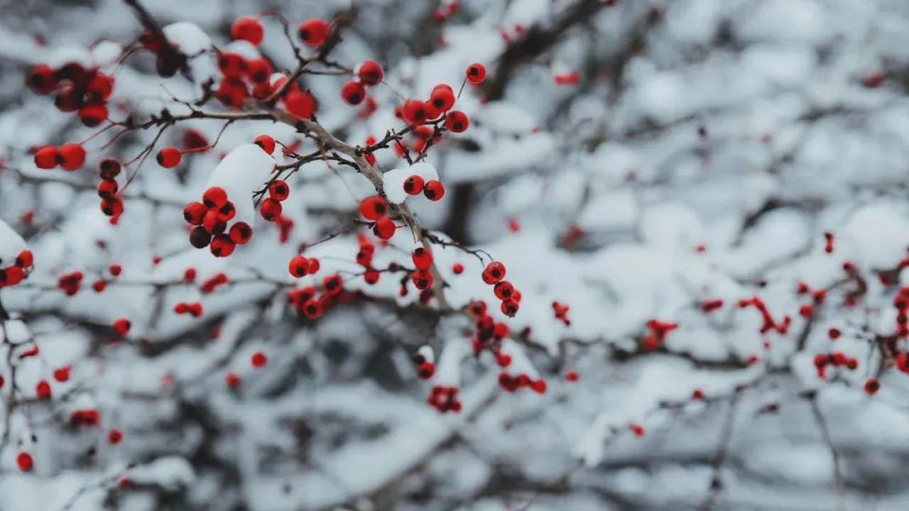 Морози посилюються: якою буде погода в Україні у понеділок, 29 грудня 
