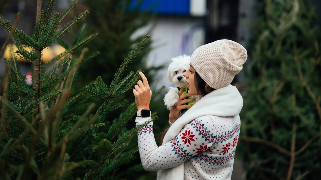 Що додати у воду, щоб жива ялинка не осипалася до старого Нового року 