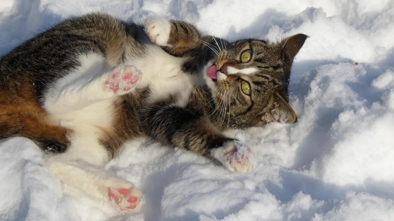 Відлига і сильний вітер: якою буде погода в Україні 3 січня 