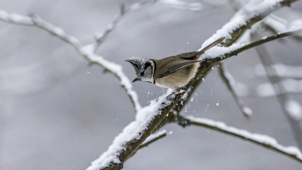 Головні народні прикмети січня 2026 року, що пророкують врожай та весну 