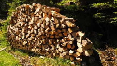 Чи дозволено збирати дрова на узбіччях у 2026 році: що каже закон - фото