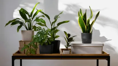 Чому в січні масово гинуть кімнатні рослини та як цьому запобігти - фото