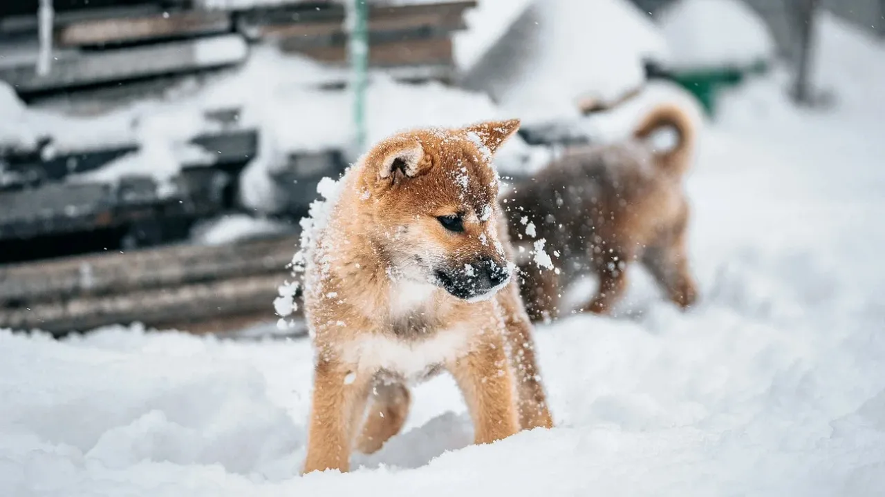 В Україну йде нова хвиля потужних морозів: де температура впаде до -22° 