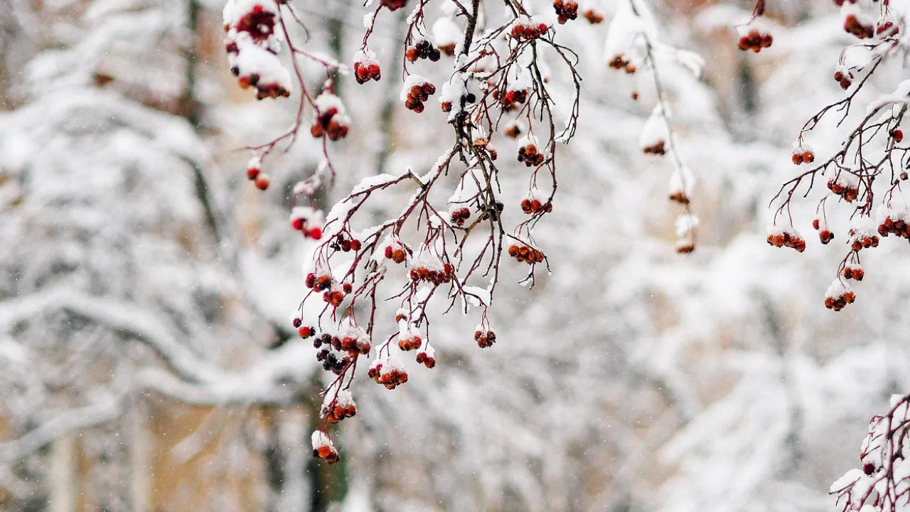 Зимова негода не відступає: 9 січня Україну накриють сніг, хуртовини та сильний вітер 